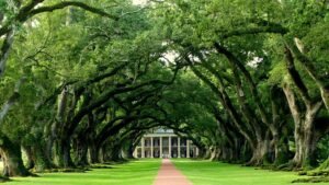 oak-5735775_960_720